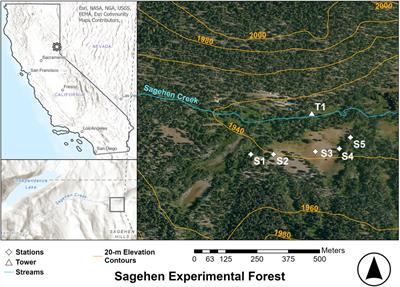 Near-field variability of evaposublimation in a montane conifer forest
